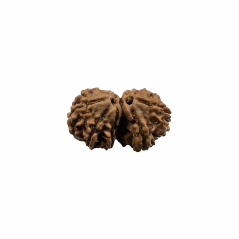 Natural Rudraksha Gauri Shankar