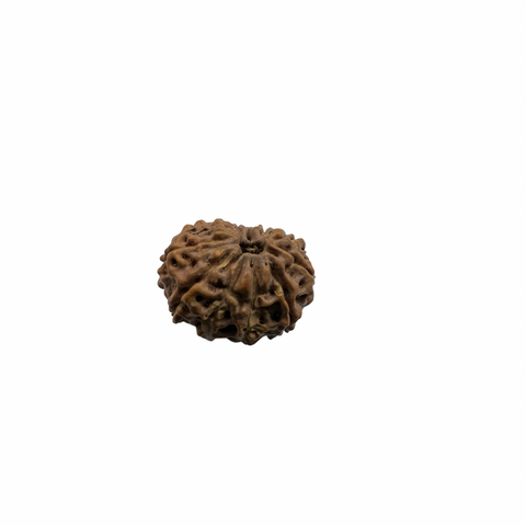 Natural Rudraksha 11mukhi