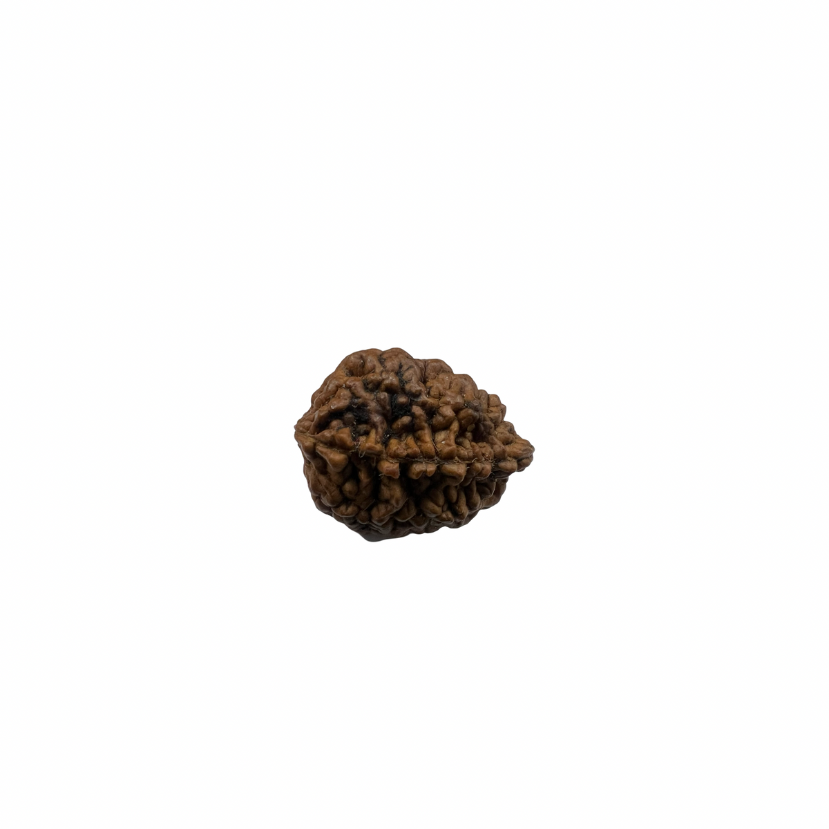 Natural Rudraksha 2Mukhi