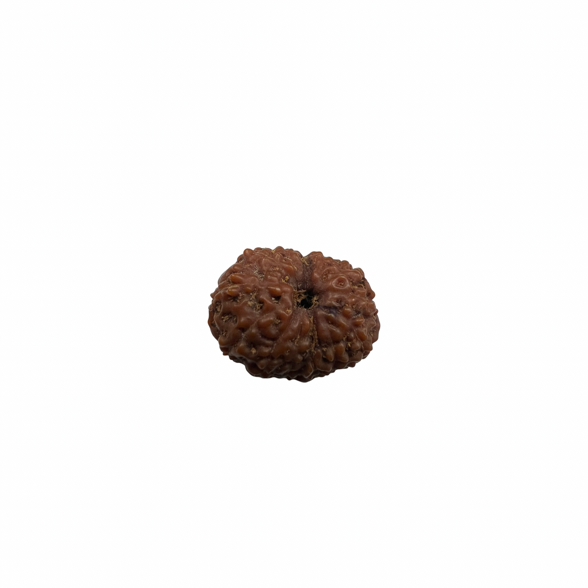 Natural Rudraksha 12mukhi