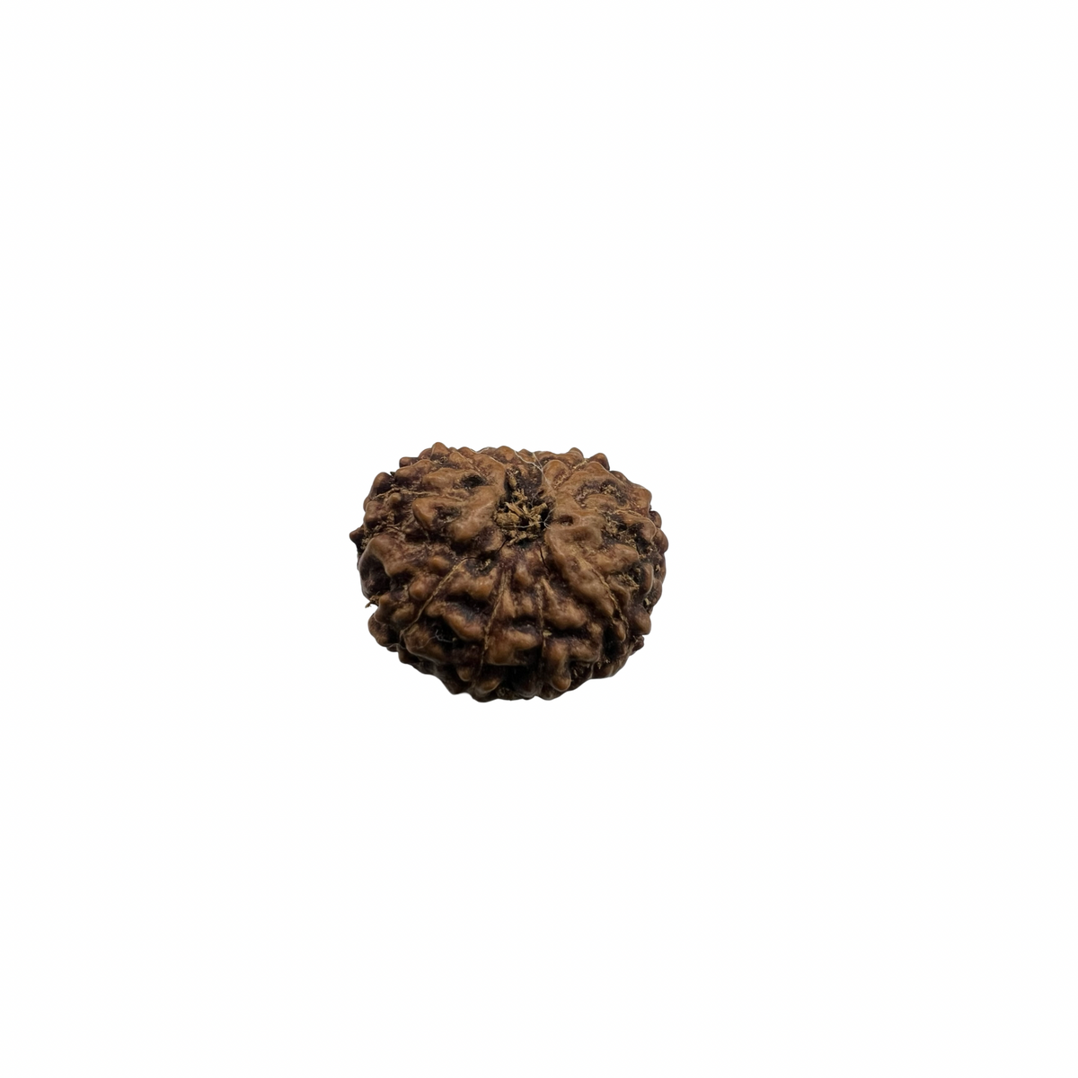 Natural Rudraksha 10mukhi