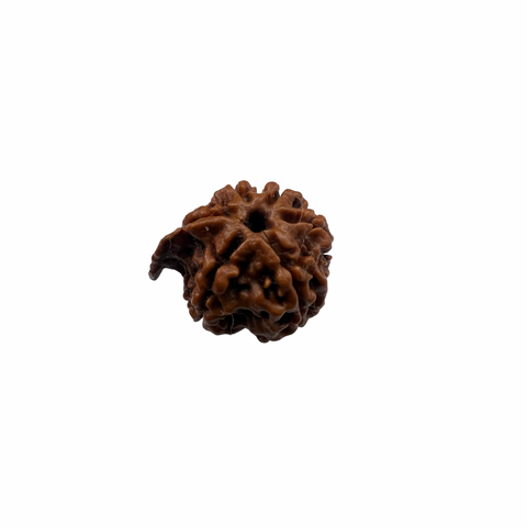 Natural Rudraksha Ganesh Rudraksha