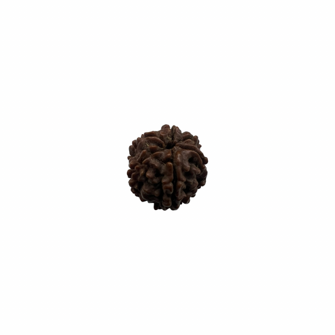 Natural Rudraksha 6mukhi