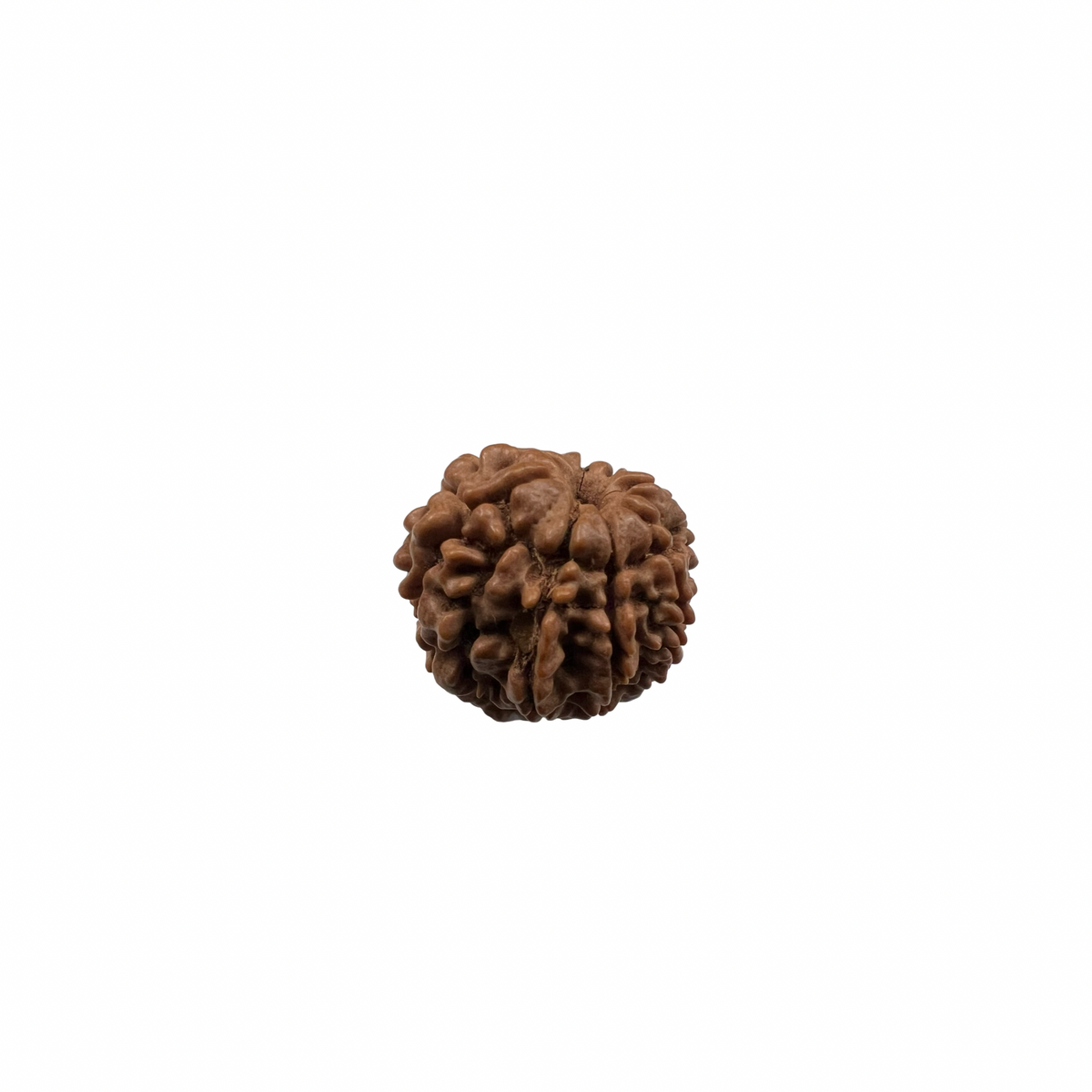 Natural Rudraksha 8mukhi