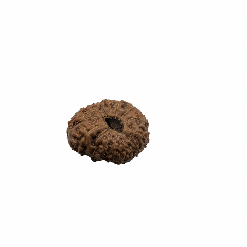 Natural Rudraksha 13mukhi