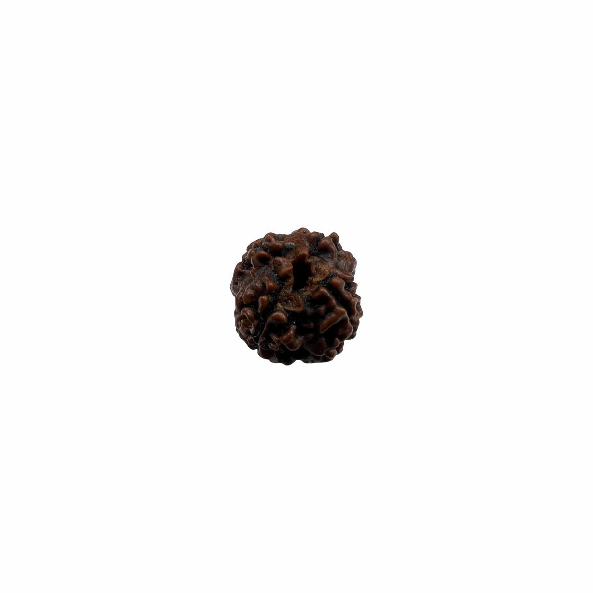 Natural Rudraksha 4mukhi