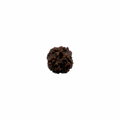 Natural Rudraksha 4mukhi