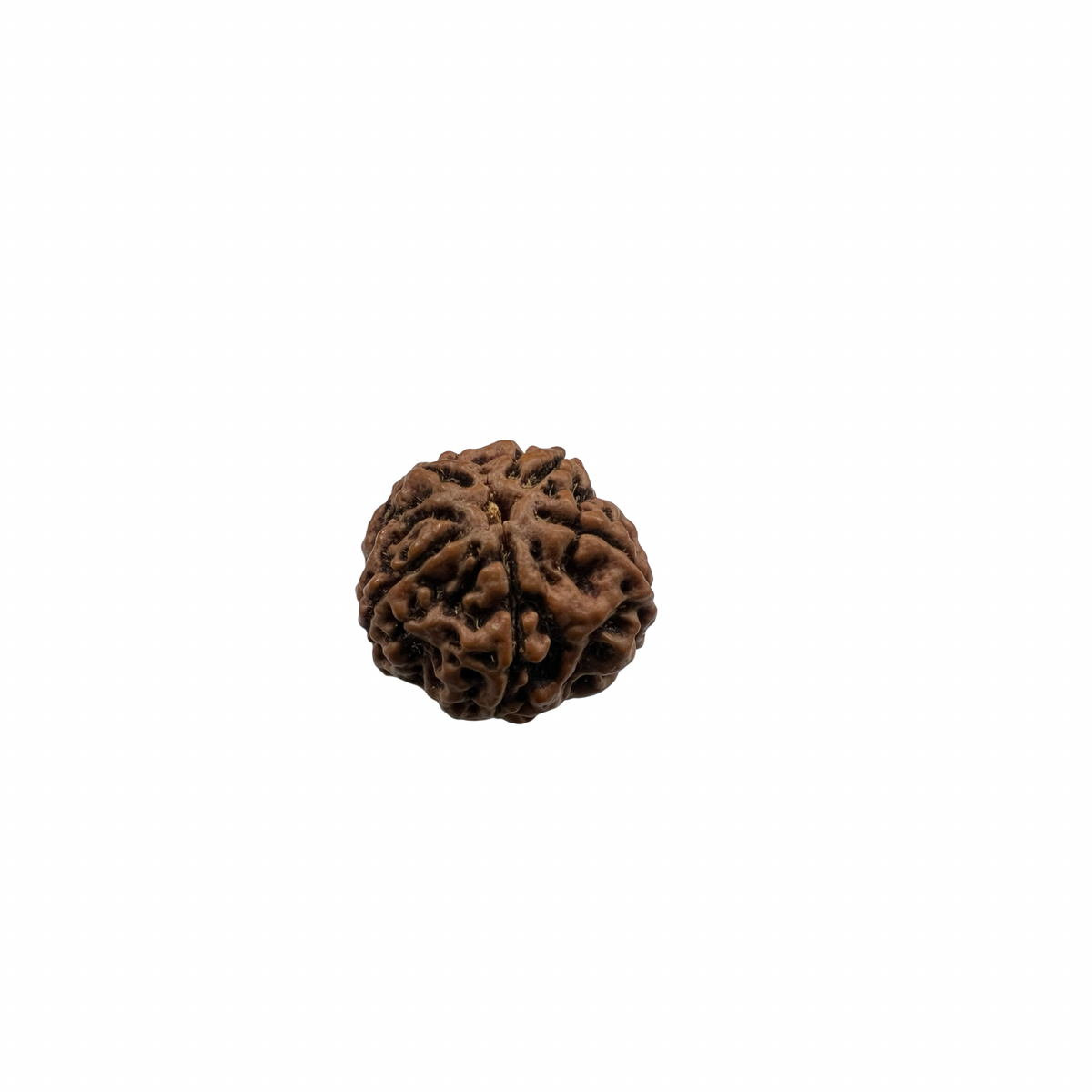 Natural Rudraksha 5mukhi