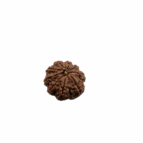 Natural Rudraksha 9mukhi