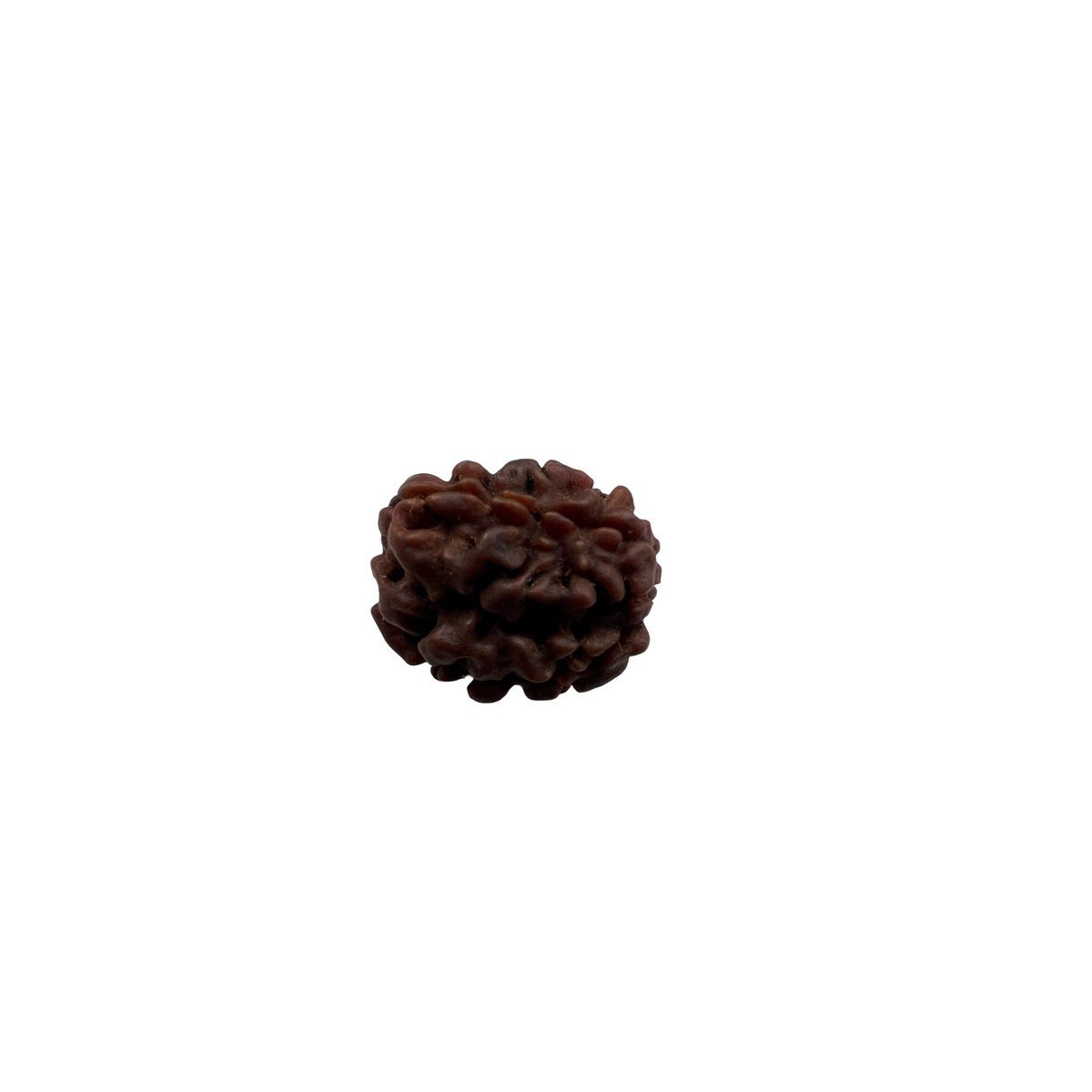 Natural Rudraksha 3Mukhi